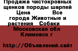 Продажа чистокровных щенков породы шарпей › Цена ­ 8 000 - Все города Животные и растения » Собаки   . Московская обл.,Климовск г.